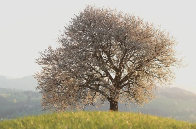 Developing Essential Skills for Professional Tree Maintenance